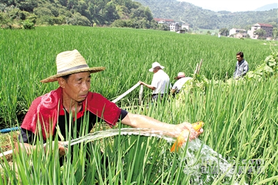 澄田村20臺水泵抽溪水助力保稻護魚